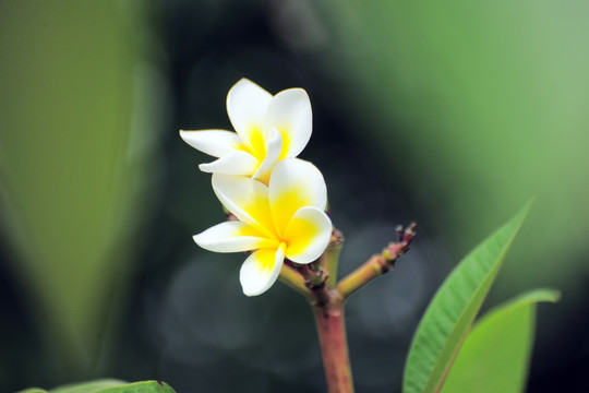 鸡蛋花