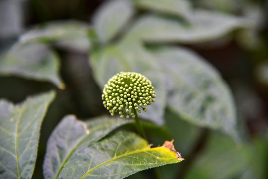 四年生三七花