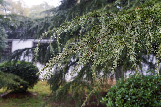 雨中的松枝