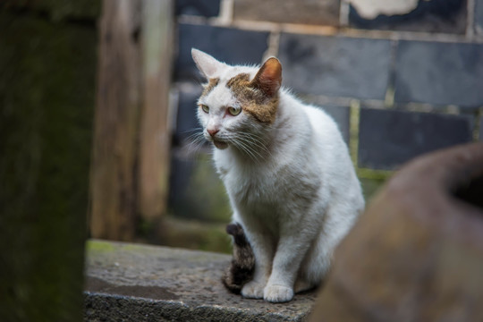 水缸边的家猫