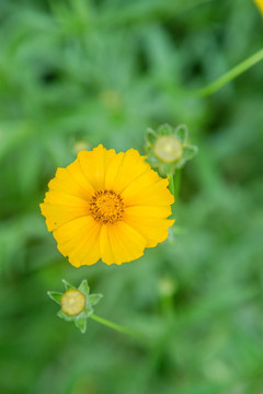 野菊花