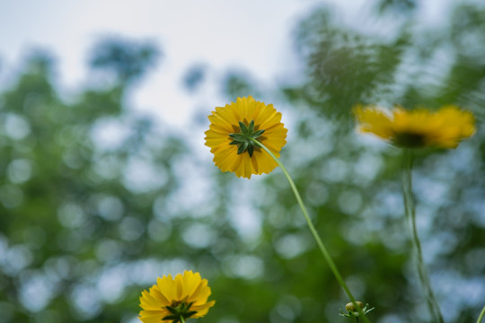 野菊花