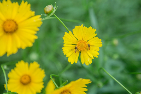 野菊花