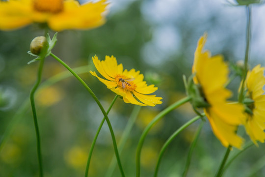 野菊花