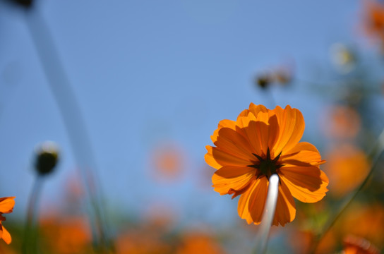 菊花 波斯菊