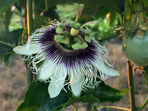 百香果花