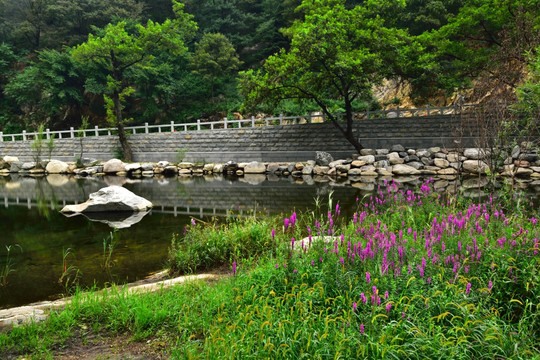 山花烂漫