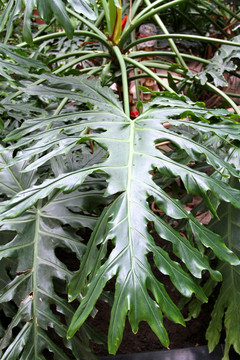 热带植物 叶子