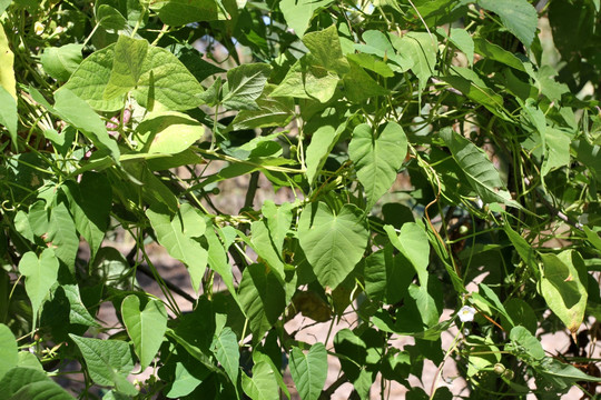 豆角 蔬菜 绿色食品