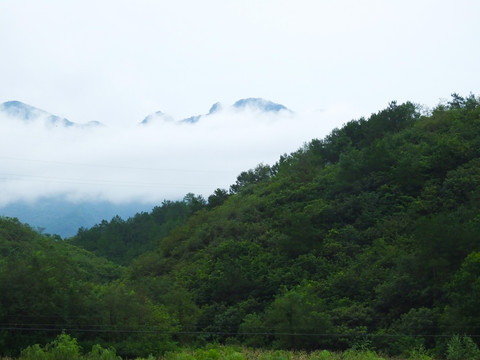 森林林地