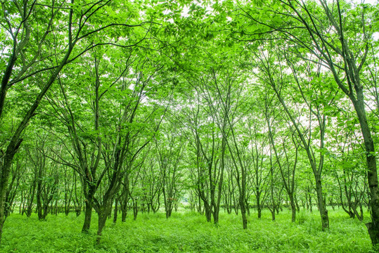绿树林 树林