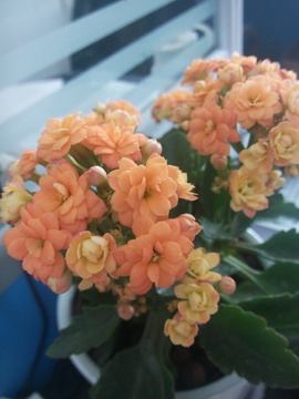 窗台的花