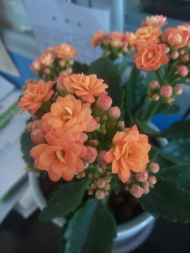 长寿花