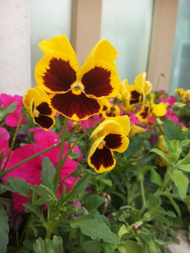 蝴蝶花