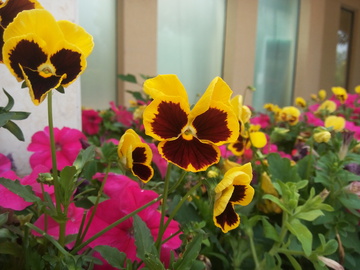 蝴蝶花