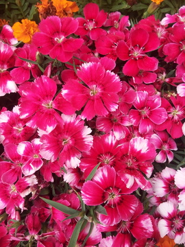 鲜花