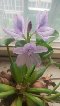 紫色的花