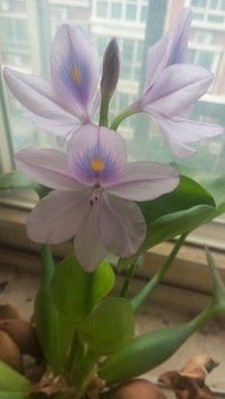 水莲花