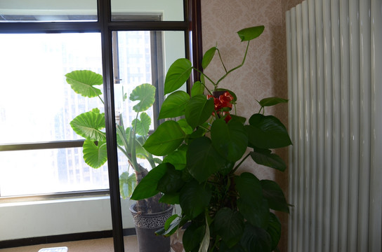 室内绿色植物