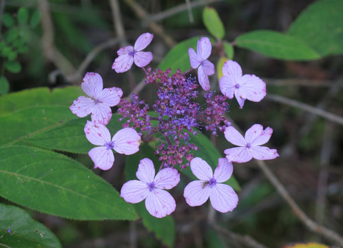 腊莲绣球花