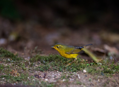 金色林鸲 金黄色小鸟
