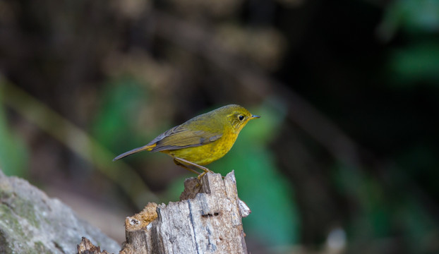 金色林鸲 小鸟