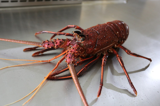 铁板澳洲龙虾
