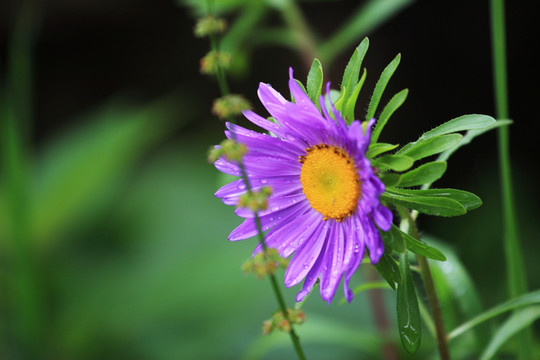 紫菊