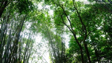 丛林风景