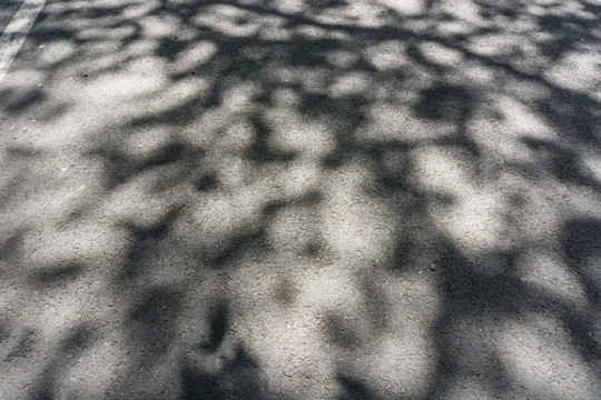 地面树影 光影