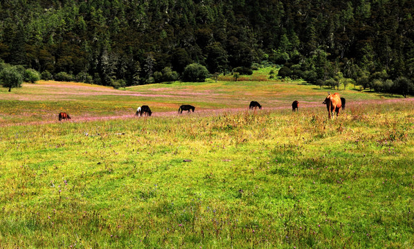 香格里拉普拉措国家公园