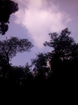 树影与天空