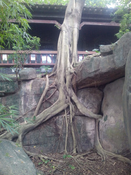 石头中的树根