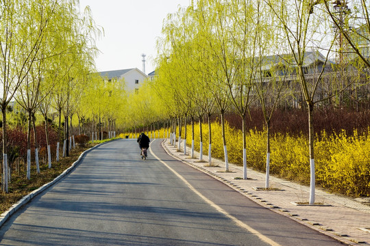 柳荫路