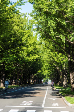 大学里的林荫道