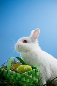 草地上的复活节兔子和彩蛋
