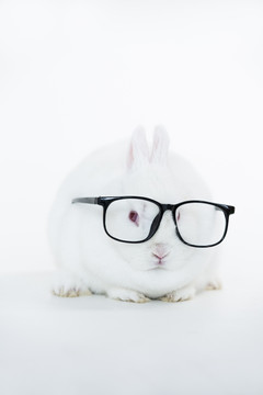 戴眼镜的小白兔
