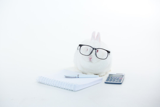 戴眼镜算账的小白兔