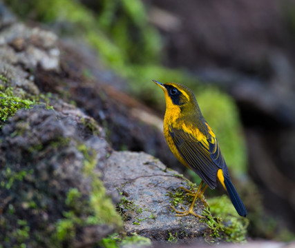 金色林鸲 金黄色小鸟