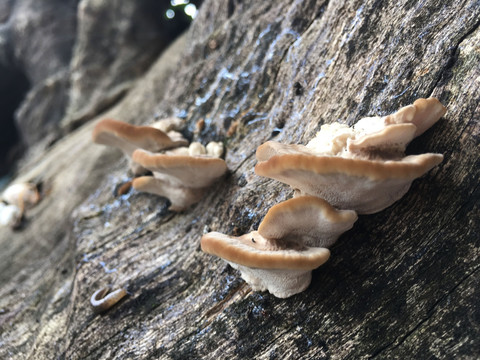 树上长出来的蘑菇