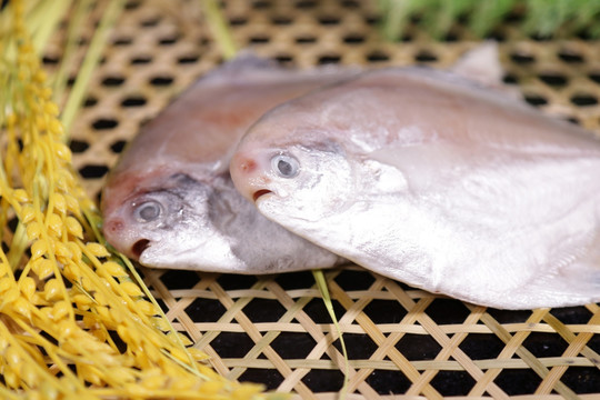 野生小白鲳