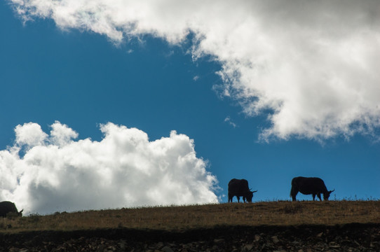 天空 高原 牦牛