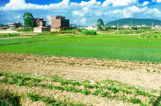 乡村土地