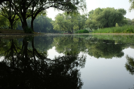 小河 森林