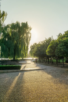 夕阳下的公园道路