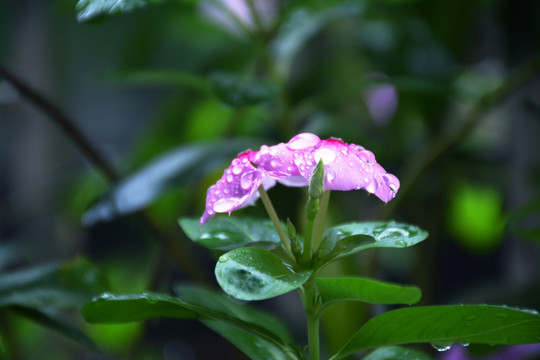 小花微景摄影