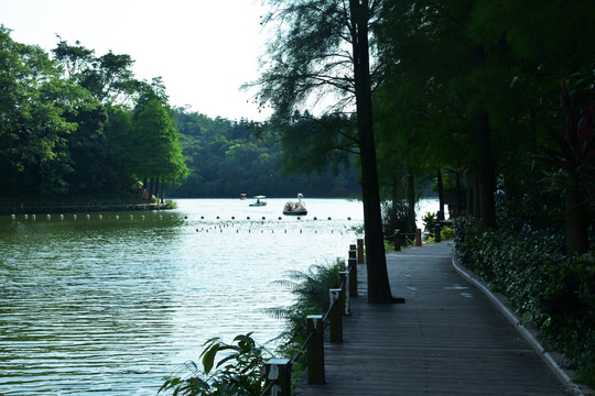 湿地公园 唯美风景