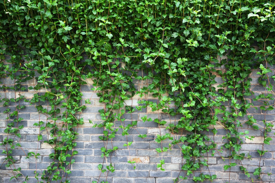 藤条植物背景墙