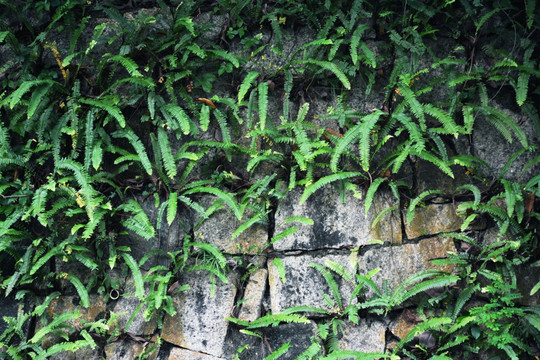 蕨类植物植物墙