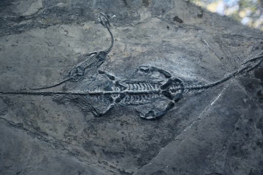 史前生物化石